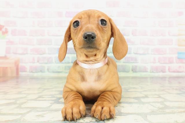 茨城県のミニチュアダックスフンド(スムース) (Coo&RIKU日立店/2026年1月29日生まれ/女の子/レッド)の子犬の1枚目の画像