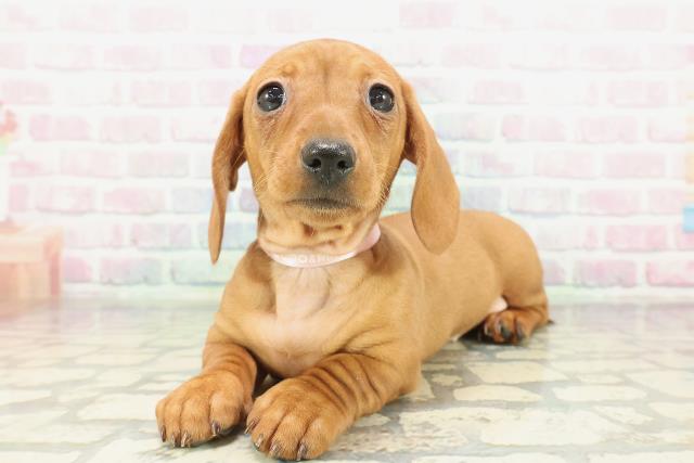 茨城県のミニチュアダックスフンド(スムース) (Coo&RIKU日立店/2026年1月29日生まれ/女の子/レッド)の子犬の2枚目の画像