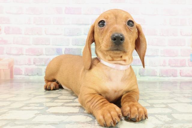 茨城県のミニチュアダックスフンド(スムース) (Coo&RIKU日立店/2026年1月29日生まれ/女の子/レッド)の子犬の3枚目の画像