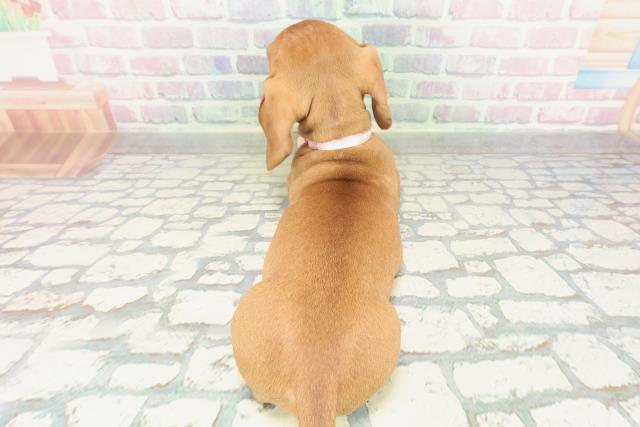 茨城県のミニチュアダックスフンド(スムース) (Coo&RIKU日立店/2026年1月29日生まれ/女の子/レッド)の子犬の4枚目の画像