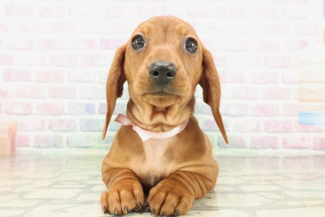 神奈川県のミニチュアダックスフンド(スムース) (Coo&RIKU小田原店/2026年1月29日生まれ/女の子/レッド)の子犬の1枚目の画像