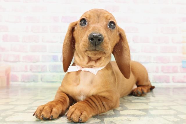 神奈川県のミニチュアダックスフンド(スムース) (Coo&RIKU小田原店/2026年1月29日生まれ/女の子/レッド)の子犬の2枚目の画像