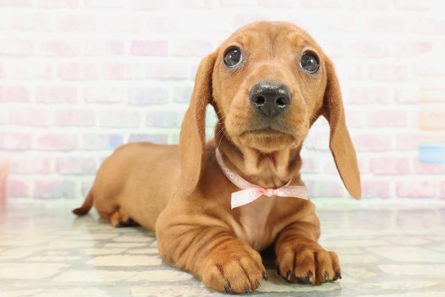 神奈川県のミニチュアダックスフンド(スムース) (Coo&RIKU小田原店/2026年1月29日生まれ/女の子/レッド)の子犬の3枚目の画像