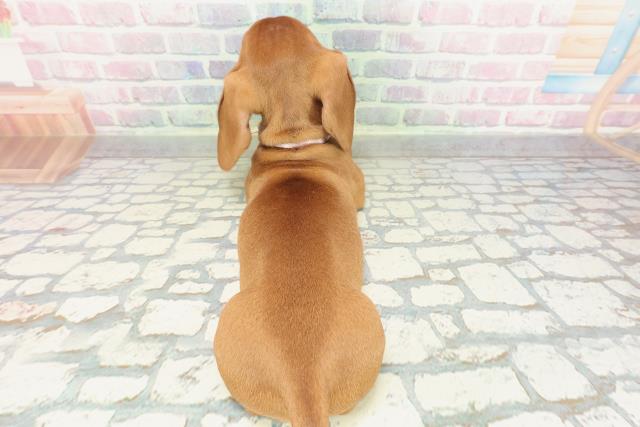 神奈川県のミニチュアダックスフンド(スムース) (Coo&RIKU小田原店/2026年1月29日生まれ/女の子/レッド)の子犬の4枚目の画像