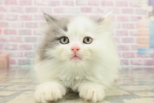 茨城県のサイベリアン (Coo&RIKU日立店/2026年2月1日生まれ/女の子/ブルータビーホワイト)の子猫の1枚目の画像