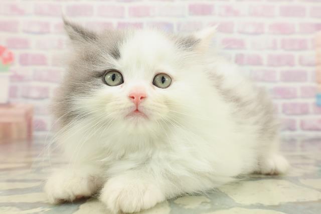 茨城県のサイベリアン (Coo&RIKU日立店/2026年2月1日生まれ/女の子/ブルータビーホワイト)の子猫の2枚目の画像