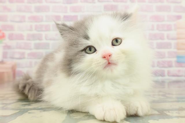 茨城県のサイベリアン (Coo&RIKU日立店/2026年2月1日生まれ/女の子/ブルータビーホワイト)の子猫の3枚目の画像