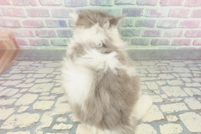 茨城県のサイベリアン (Coo&RIKU日立店/2026年2月1日生まれ/女の子/ブルータビーホワイト)の子猫の4枚目の画像