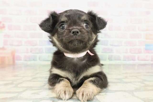 茨城県のチワワ(ロング) (Coo&RIKU牛久店/2026年2月1日生まれ/女の子/ブラックタンホワイト)の子犬の1枚目の画像