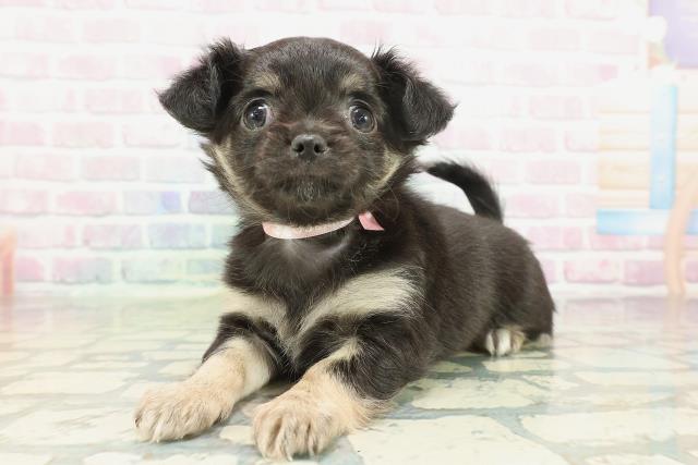 茨城県のチワワ(ロング) (Coo&RIKU牛久店/2026年2月1日生まれ/女の子/ブラックタンホワイト)の子犬の2枚目の画像