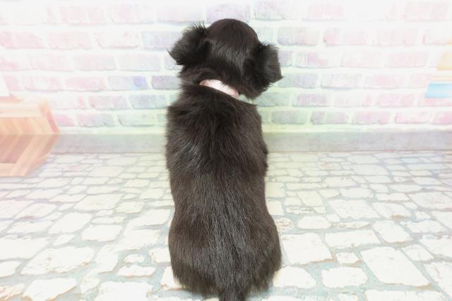 茨城県のチワワ(ロング) (Coo&RIKU牛久店/2026年2月1日生まれ/女の子/ブラックタンホワイト)の子犬の4枚目の画像