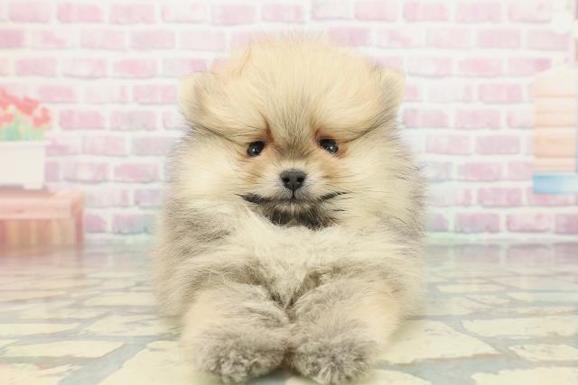 神奈川県のポメラニアン (Coo&RIKU平塚店/2026年2月5日生まれ/男の子/オレンジセーブル)の子犬の1枚目の画像