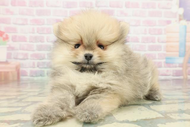 神奈川県のポメラニアン (Coo&RIKU平塚店/2026年2月5日生まれ/男の子/オレンジセーブル)の子犬の2枚目の画像