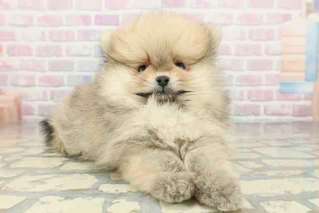 神奈川県のポメラニアン (Coo&RIKU平塚店/2026年2月5日生まれ/男の子/オレンジセーブル)の子犬の3枚目の画像