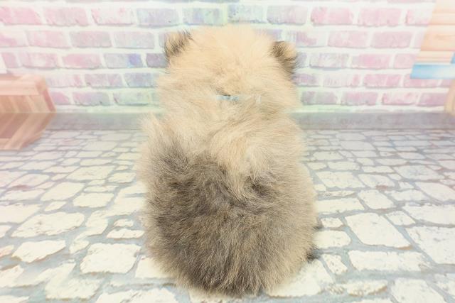 神奈川県のポメラニアン (Coo&RIKU平塚店/2026年2月5日生まれ/男の子/オレンジセーブル)の子犬の4枚目の画像