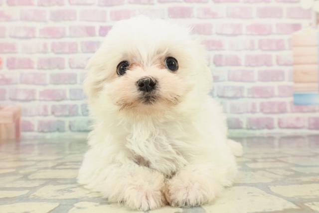 茨城県のマルチーズ (Coo&RIKU日立店/2026年2月5日生まれ/男の子/ホワイト)の子犬の1枚目の画像