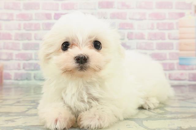 茨城県のマルチーズ (Coo&RIKU日立店/2026年2月5日生まれ/男の子/ホワイト)の子犬の2枚目の画像