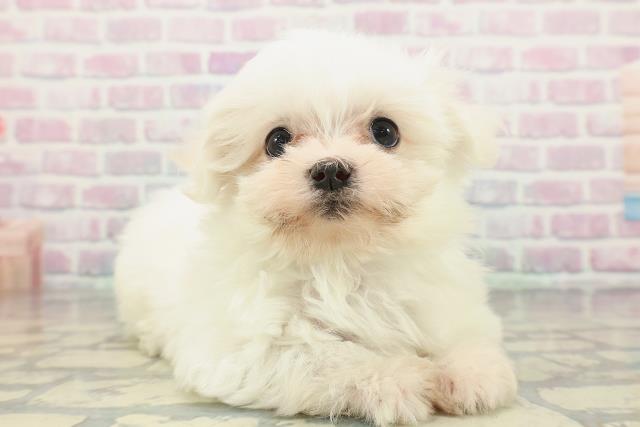 茨城県のマルチーズ (Coo&RIKU日立店/2026年2月5日生まれ/男の子/ホワイト)の子犬の3枚目の画像