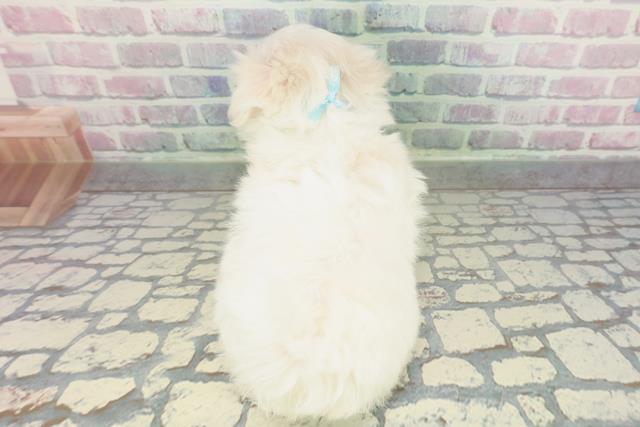 茨城県のマルチーズ (Coo&RIKU日立店/2026年2月5日生まれ/男の子/ホワイト)の子犬の4枚目の画像