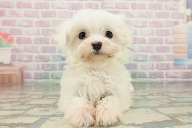 神奈川県のマルチーズ (Coo&RIKU横浜港南台店/2026年2月5日生まれ/女の子/ホワイト)の子犬の1枚目の画像