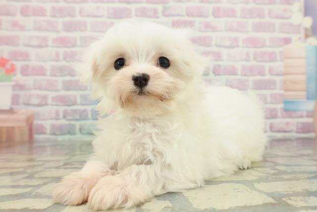 神奈川県のマルチーズ (Coo&RIKU横浜港南台店/2026年2月5日生まれ/女の子/ホワイト)の子犬の2枚目の画像