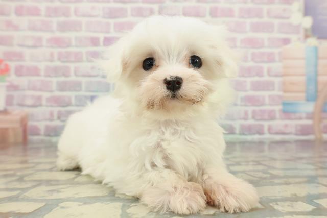 神奈川県のマルチーズ (Coo&RIKU横浜港南台店/2026年2月5日生まれ/女の子/ホワイト)の子犬の3枚目の画像