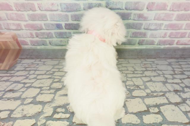 神奈川県のマルチーズ (Coo&RIKU横浜港南台店/2026年2月5日生まれ/女の子/ホワイト)の子犬の4枚目の画像