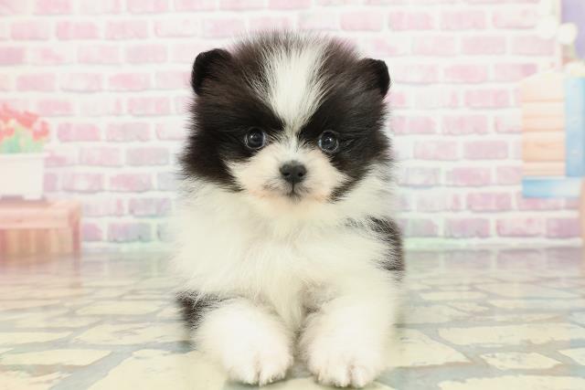 神奈川県のポメラニアン (Coo&RIKU小田原店/2026年2月1日生まれ/男の子/ブラックホワイト)の子犬の1枚目の画像