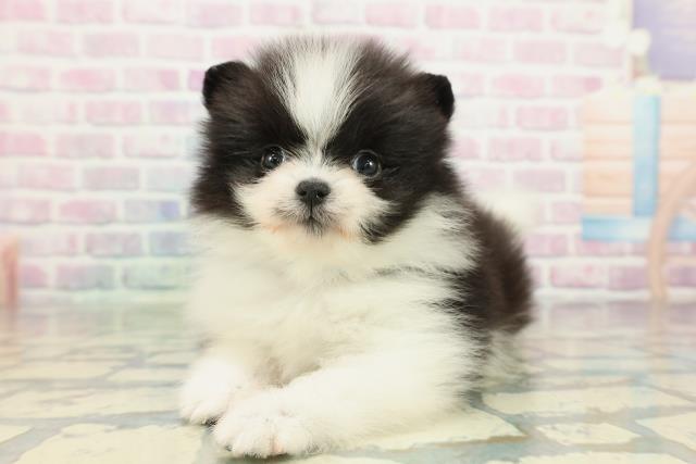 神奈川県のポメラニアン (Coo&RIKU小田原店/2026年2月1日生まれ/男の子/ブラックホワイト)の子犬の2枚目の画像