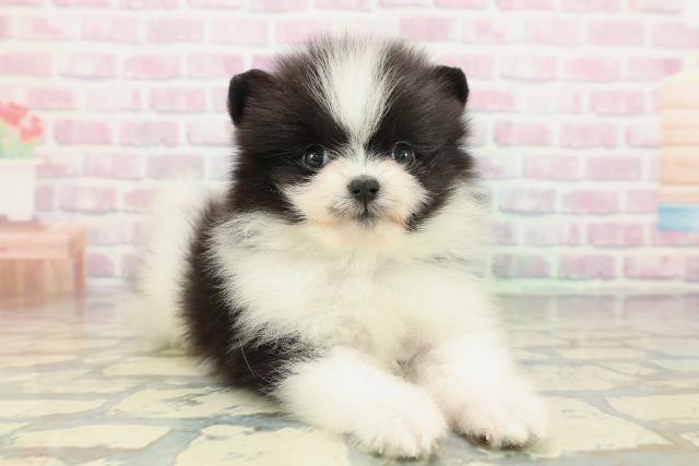 神奈川県のポメラニアン (Coo&RIKU小田原店/2026年2月1日生まれ/男の子/ブラックホワイト)の子犬の3枚目の画像