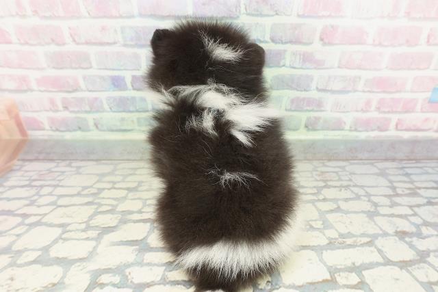 神奈川県のポメラニアン (Coo&RIKU小田原店/2026年2月1日生まれ/男の子/ブラックホワイト)の子犬の4枚目の画像