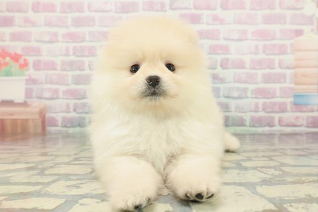 東京都のポメラニアン (Coo&RIKU府中店/2026年2月4日生まれ/男の子/クリーム)の子犬の1枚目の画像
