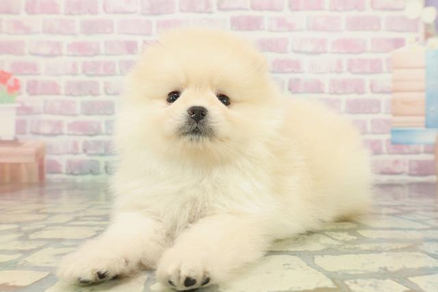 東京都のポメラニアン (Coo&RIKU府中店/2026年2月4日生まれ/男の子/クリーム)の子犬の2枚目の画像
