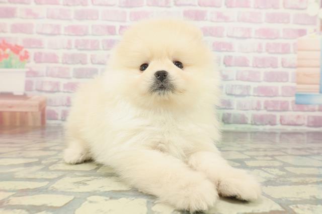 東京都のポメラニアン (Coo&RIKU府中店/2026年2月4日生まれ/男の子/クリーム)の子犬の3枚目の画像