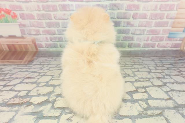 東京都のポメラニアン (Coo&RIKU府中店/2026年2月4日生まれ/男の子/クリーム)の子犬の4枚目の画像