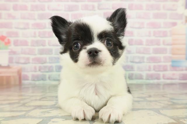 神奈川県のチワワ(ロング) (Coo&RIKU小田原店/2026年2月5日生まれ/男の子/ホワイトブラック)の子犬の1枚目の画像