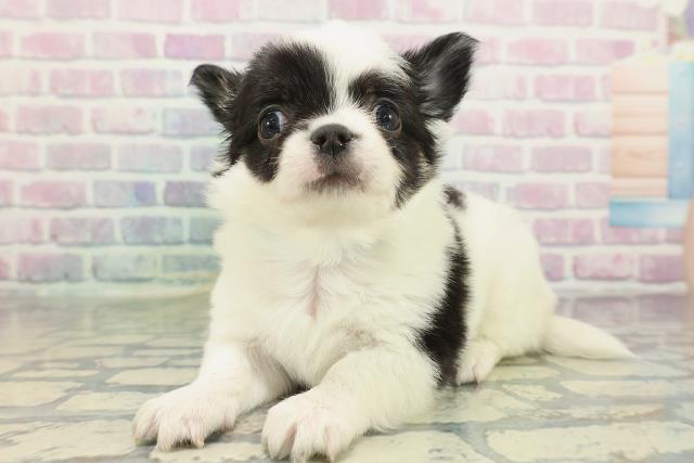 神奈川県のチワワ(ロング) (Coo&RIKU小田原店/2026年2月5日生まれ/男の子/ホワイトブラック)の子犬の2枚目の画像