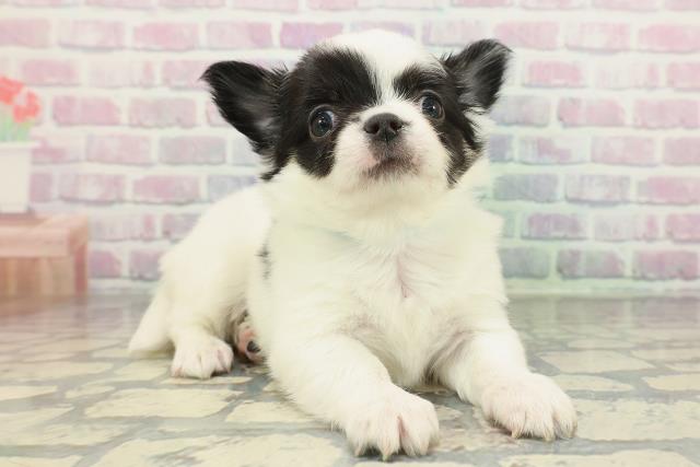 神奈川県のチワワ(ロング) (Coo&RIKU小田原店/2026年2月5日生まれ/男の子/ホワイトブラック)の子犬の3枚目の画像