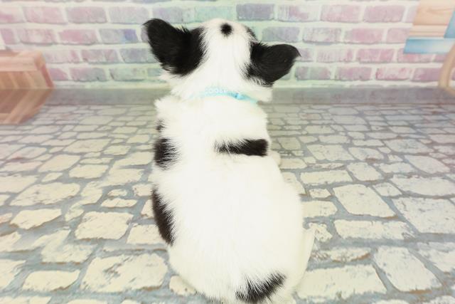 神奈川県のチワワ(ロング) (Coo&RIKU小田原店/2026年2月5日生まれ/男の子/ホワイトブラック)の子犬の4枚目の画像