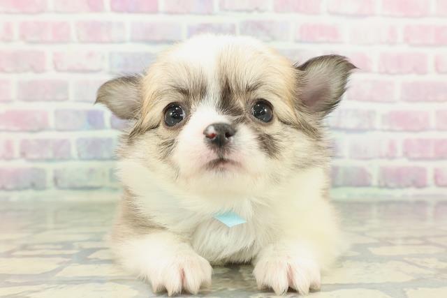 東京都のチワワ(ロング) (Coo&RIKU府中店/2026年2月5日生まれ/男の子/フォーンホワイト)の子犬の1枚目の画像