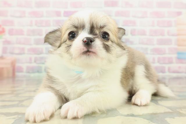 東京都のチワワ(ロング) (Coo&RIKU府中店/2026年2月5日生まれ/男の子/フォーンホワイト)の子犬の2枚目の画像