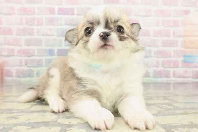 東京都のチワワ(ロング) (Coo&RIKU府中店/2026年2月5日生まれ/男の子/フォーンホワイト)の子犬の3枚目の画像