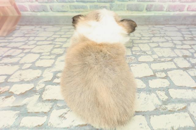 東京都のチワワ(ロング) (Coo&RIKU府中店/2026年2月5日生まれ/男の子/フォーンホワイト)の子犬の4枚目の画像