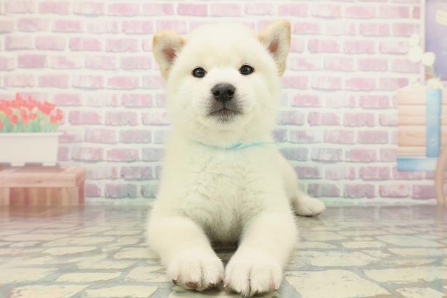 神奈川県の柴犬(標準サイズ) (Coo&RIKU藤沢店/2026年2月5日生まれ/男の子/白)の子犬の1枚目の画像