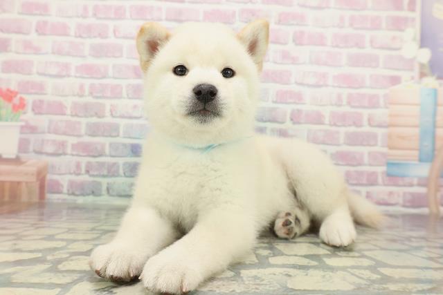 神奈川県の柴犬(標準サイズ) (Coo&RIKU藤沢店/2026年2月5日生まれ/男の子/白)の子犬の2枚目の画像