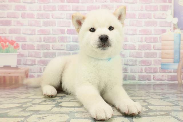 神奈川県の柴犬(標準サイズ) (Coo&RIKU藤沢店/2026年2月5日生まれ/男の子/白)の子犬の3枚目の画像
