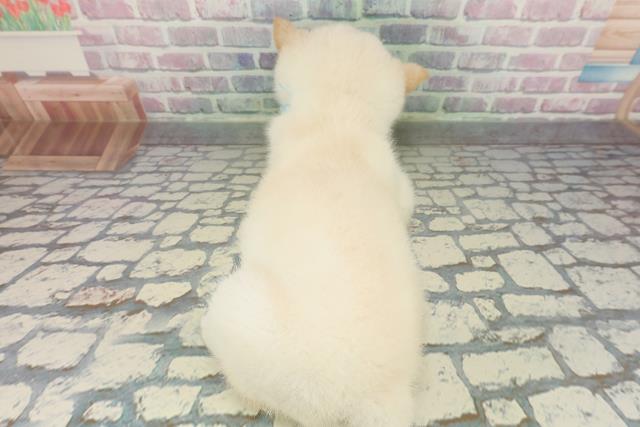 神奈川県の柴犬(標準サイズ) (Coo&RIKU藤沢店/2026年2月5日生まれ/男の子/白)の子犬の4枚目の画像