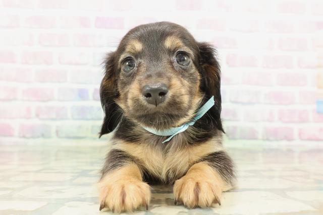 神奈川県のカニンヘンダックスフンド(ロング) (Coo&RIKU藤沢店/2026年2月3日生まれ/男の子/ブラックタン)の子犬の1枚目の画像