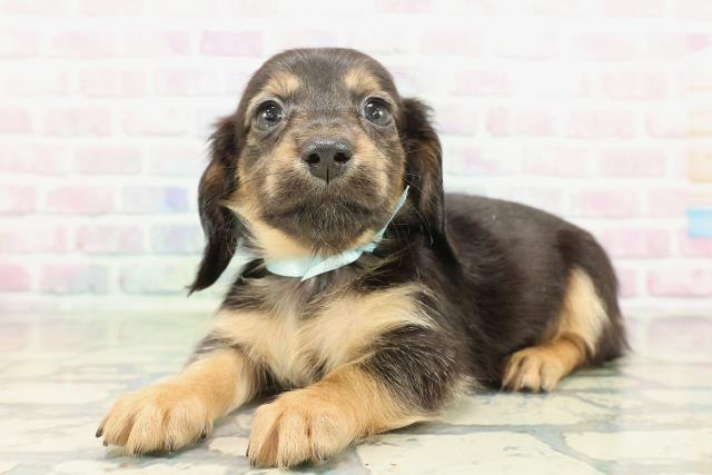 神奈川県のカニンヘンダックスフンド(ロング) (Coo&RIKU藤沢店/2026年2月3日生まれ/男の子/ブラックタン)の子犬の2枚目の画像