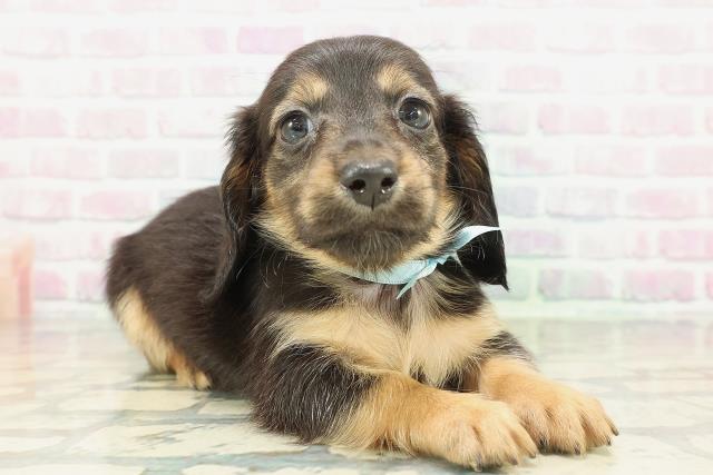 神奈川県のカニンヘンダックスフンド(ロング) (Coo&RIKU藤沢店/2026年2月3日生まれ/男の子/ブラックタン)の子犬の3枚目の画像